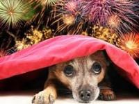 Helping your pet cope with fireworks season
