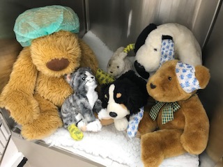 Mini Vet Workshop