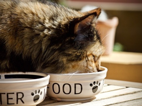 How do I know if my pet is overweight and what can I do about it?
