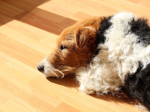 Senior Pet Care