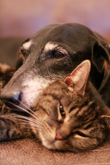 Arthritis in Dogs & Cats