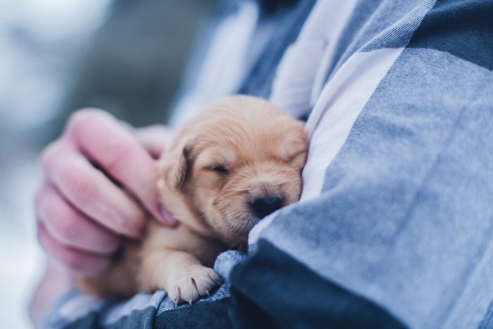 Puppy Preventative Healthcare - What's it for?