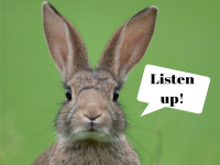 What should my rabbit eat?