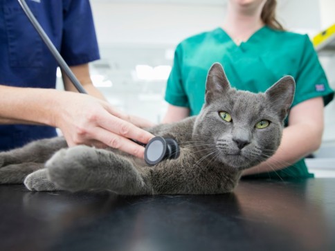 The importance of regular health checks for cats and dogs