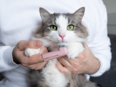 Feline Dental Care