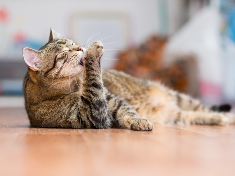 Spotting the signs of feline OA pain