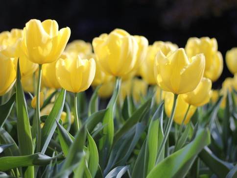 Springtime Toxins