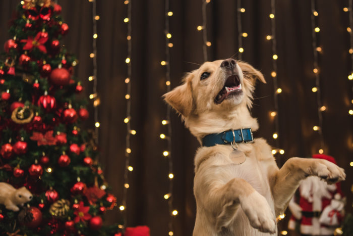 Christmas Dangers