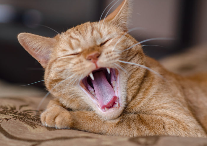 Feline Dental Care