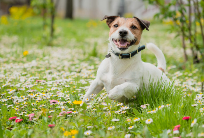 Springtime dangers for pets