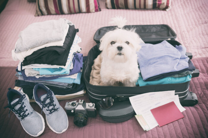 Advice on Travelling with Pets