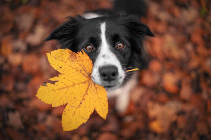 Seasonal Advice for the Autumn Months