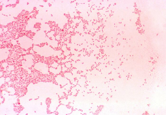What is Brucella canis?