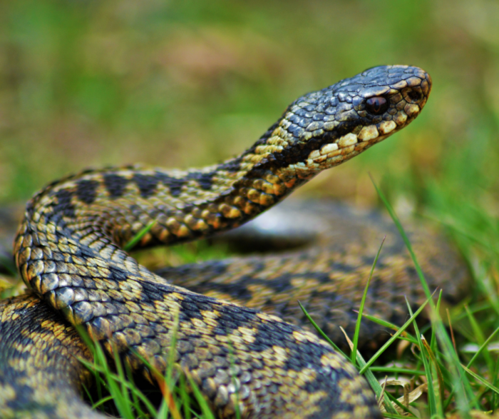 All about Adder bites