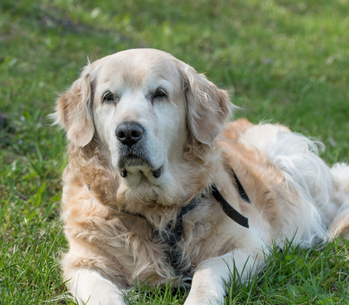 Could your dog’s behavioural changes be due to pain?