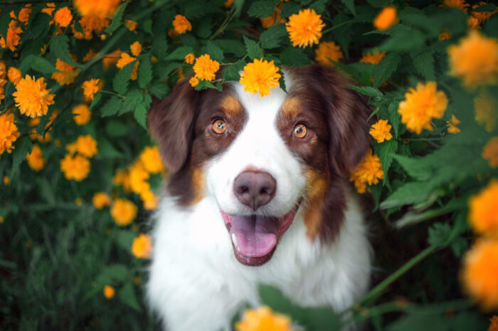 Common Skin Allergies in Cats and Dogs