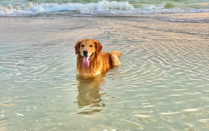 Pawsitively Cool: Keeping Your Furry Friends Safe & Happy this Summer!