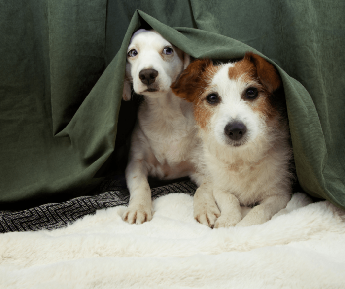 Firework fear: The blog all pets want you to read