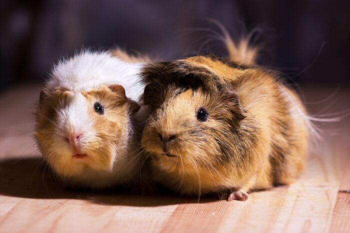 Caring for small furries in winter 